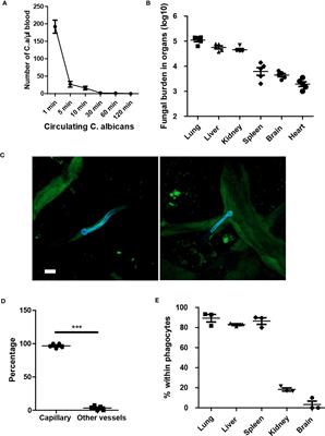 Dual wave of neutrophil recruitment determines the outcome of C. albicans infection